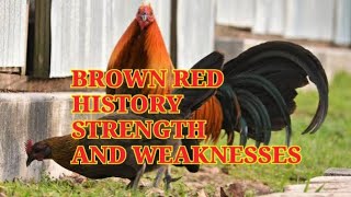 Brown Red history and characteristics [upl. by Russell]