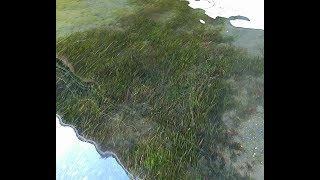 Vallisneria spiralis e Ceratophyllum Demersum in Italia  Piante di fiume per acquario [upl. by Rosalind879]