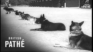 War Dogs Reel 1 1961 [upl. by Sidman867]