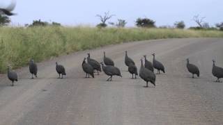 Guineafowl launchpad [upl. by Noletta291]