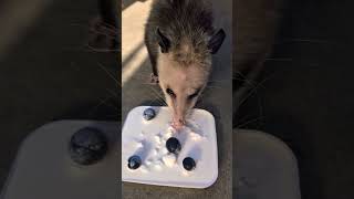 Opossum Eating Plain Yogurt and Blueberries animals shortvideo shorts [upl. by Cioban]