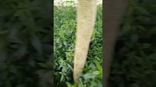 Green ChirettaA medicinal plant কালমেঘ গাছের সমাহার healthy nature [upl. by Zebada]