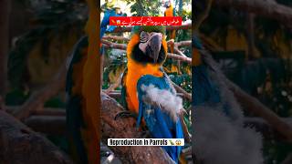 Facts about reproduction in parrots  Facts about parrots reproduction  Hindi facts shorts [upl. by Ayeki487]