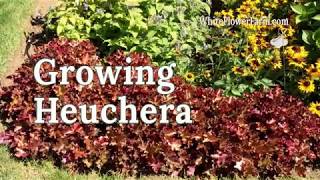 Growing Heuchera [upl. by Niwri]