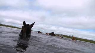 Esteros del Ibera Cruce a nado con caballos [upl. by Crescentia]