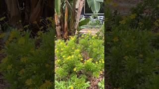 🌱 Plant Spotlight Bush Daisy  More Info in Description gardening floweringshrubs youtubeshorts [upl. by Atilam]