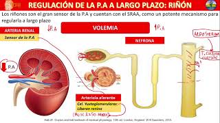 SISTEMA RENINAANGIOTENSINAALDOSTERONA  SOCEMI [upl. by Gwyneth]