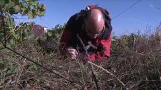 Des pierres précieuses dans le vignoble nantais [upl. by Ocirema13]