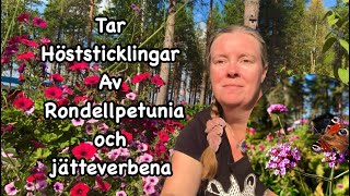 Höststicklingar av Rondellpetunia och jätteverbena [upl. by Oiramad]