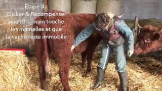 Clicker Training Bovins Le contact sur les mamelles [upl. by Leterg]