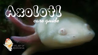 Axolotl Care Guide [upl. by Nuhsar64]