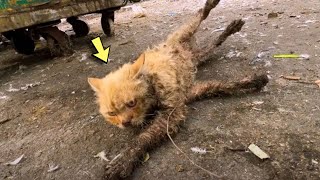 Motionless Cat Found Near Trash Can What Happened Next Will Amaze You [upl. by Gipps]