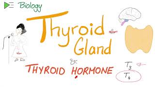 The Thyroid Gland and the Thyroid Hormone T3 amp T4  Endocrine System [upl. by Gnuhn]