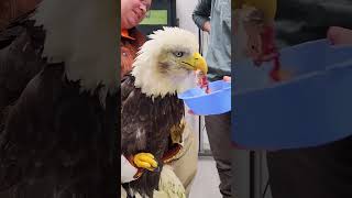 The woman rescued an eagle that was trapped under a bridge near the pier eagle birds short [upl. by Emmett]