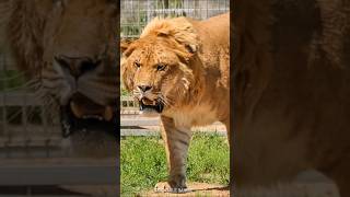 Ligers and Tigons 🦁 The RAREST Big Cats [upl. by Niamor]