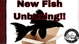 New Pleco unboxing [upl. by Trofmoc21]