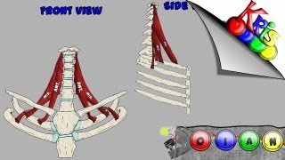 The Scalenes → Origins Insertion Action and Innervation video  By Kinesiology Kris [upl. by Elsi]