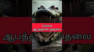 Gustave crocodile Tamil 🐊💯 interestingfacts fyp tamilfacts tamilnews mrkandan [upl. by Dorsey193]