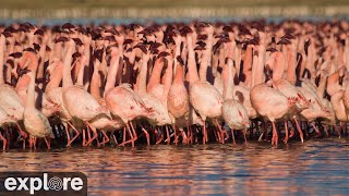 Africam Lessor Flamingos at Kamfers Dam powered by EXPLOREorg [upl. by Llehcal523]