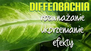 DIFFENBACHIA rozmnażanie ukorzenianie efekty [upl. by Georgena859]