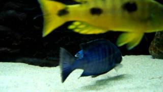 Malawi cichlids 195x55x70 cm tank  III [upl. by Piscatelli5]