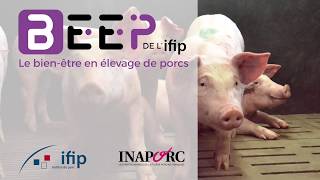 BEEP de lIFIP une démarche pour évaluer le bienêtre des porcs en élevage  et progresser [upl. by Elleinad134]