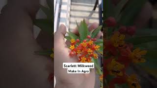 Scarlet Milkweed Flower [upl. by Aniwde]