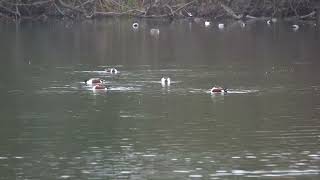 Spinning Shovellers diving Pochard [upl. by Mcroberts]