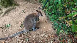 The rednecked wallaby or Bennetts wallaby Notamacropus rufogriseus [upl. by Rosenzweig]