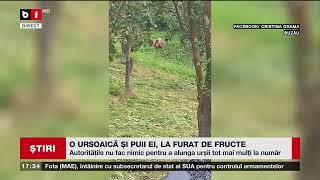 BUZĂU O URSOAICĂ ȘI PUII EI LA FURAT DE FRUCTE Știri B1 17 august 2023 [upl. by Concha748]