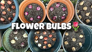 How to Plant Flower Bulbs in Containers for Gorgeous Spring Blooms🌷🪻 [upl. by Rip]