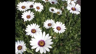 543  How to grow n care Dimorphotheca flowerAfrican Daisy Hindi Urdu 171017 [upl. by Lertnahs261]