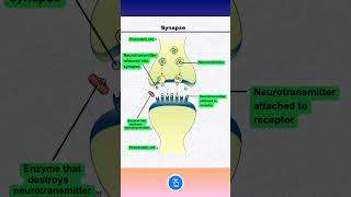 Synapse Nerves  Neurons  Neurotransmitters [upl. by Weiner42]