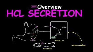 How Stomach Acid is Made HCl Secretion Simplified [upl. by Morehouse]