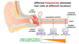 Processing Auditory Somatosensory Olfactory and Gustatory Information [upl. by Adnilab]