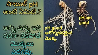 2what is soil pHimportence of soil pH pH ఎలా చెక్ చేస్తారు [upl. by Wyly]