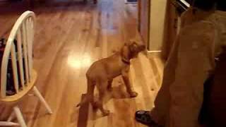 Bloodhound puppy barking [upl. by Inahpets621]