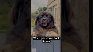 cute Bodhi’s holiday part 3 leonberger cutedog [upl. by Esirec]