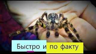 Poecilotheria regalis краткое описание [upl. by Annaej]