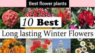 winter flowering plants  long lasting winter flowers  best winter flower plants trending viral [upl. by Deden]