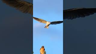 Mouse delivery white tailed kite birds wildlife birdofprey birdlovers mousehunt [upl. by Klarika184]