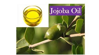 Benefits of Jojoba Oil  Vitamin E amp B  Acne AntiAging Psoriasis Eczema Collagen [upl. by Barcroft]