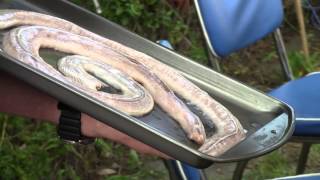 How to grill prairie rattle snake A BBQ Dragon Tutorial [upl. by Hayila18]