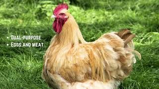 Top 10 Largest Chicken Breeds In the World  Some Record Holders [upl. by Dirraj]