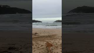 porth beach October 21st Newquay travel cornwallbeach visitcornwall holidays motorhome dog [upl. by Alur]