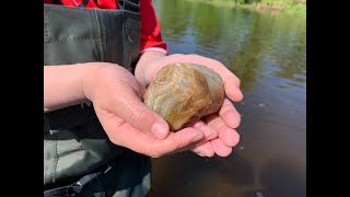 Incredible Day Agate Hunting on a Central MN River [upl. by Nasaj953]