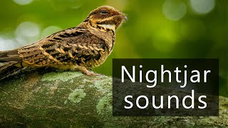 Largetailed nightjar sounds [upl. by Iznekcam778]