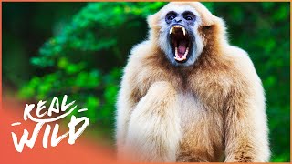 Gibbons The Forgotten Apes In Peril Wildlife Documentary [upl. by Aryahay]