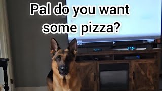 Pepperoni Pizza Friday mikelalicich germanshepherd gsd liveyourbestlife pizza [upl. by Atilam187]