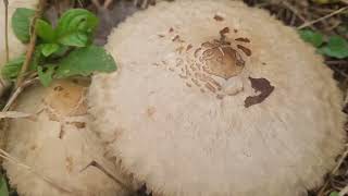 Poisonous Chlorophyllum molybdites recorded by Devesh Naik [upl. by Bayly]